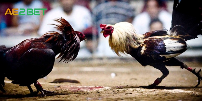 AE3BET.NET: Nơi Giao Lưu Đam Mê Đá Gà Cựa Dao 3 da ga cua dao ae2bet.net 2